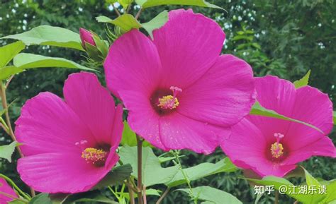 芙蓉用途|芙蓉葵